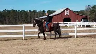 Black draft cross gelding