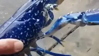 One on million blue lobster
