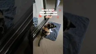 Котики в спеку! 🐈#першадопомога #жара #catshorts #planet #zoo #pets #kyiv #music #helping #trend