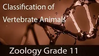 Classification Of Vertebrate Animals | Mammals | Birds | Reptiles | Amphibians | Comparison