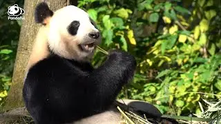 Why do pandas choose to eat bamboo?| Pandaful Q&A