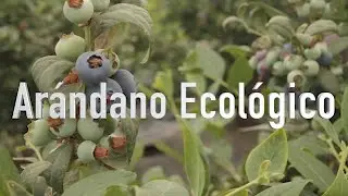 Costa de Huelva: Ar&aacute;ndano ecol&oacute;gico