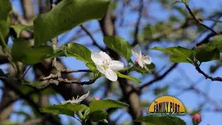 Q&A &ndash; In summer my apple leaves get spotty and fall off. Then the tree reblooms in the fall. Why?