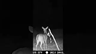 Late night Doe #mississippi #foodplot #hunting #farmlife #deer #farmlife #habitat