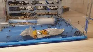 MESSOR BARBARUS petit repas au jaune d'oeuf