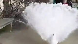 Beautiful white peacock opening feathers and tail and white peacocks voice .