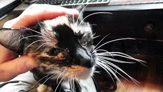 Cupcake Purrs Kitten Love For Her Daddy