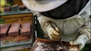 Episode #196 - Three Weeks of Heat Wave! How Has That Affected The Bees?