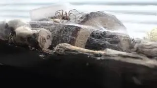 Giant House Spider vs Cricket