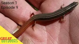 Florida reptiles Skinks all of floridas skinks