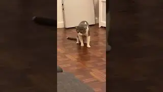Grey And White Cat On Floor Heaving Hair Ball Dance