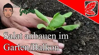 Salat anbauen und mehrfach Ernten, Aussaat, Anbau im Garten und Balkon