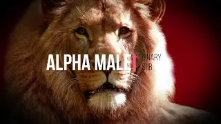Alpha Male | Binary Subliminal Combo