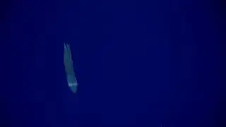 EX1706 Dive 10 Wetmore Seamount East Jul 24 2017