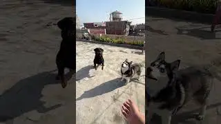Rottweiler vs Husky | #reviewreloaded #husky #rottweiler #shorts #dogapparel #rottweilerlife