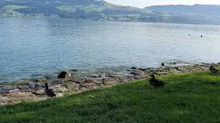 GetShuttle-Zurich Airport Transfer ! Lago di Zurigo !