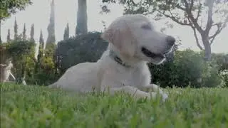 Dog Hearing: A Superpower That Outshines Human Abilities