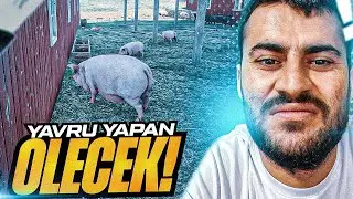 YAYINLAR NEDEN BİTTİ | DÜZENLİ ÇİFTLİK İÇİN TEMİZLİK YAPIYORUZ | RANCH SİMULATOR | vadinin sahibi