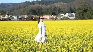 Wild Mustard Bloom in Half Moon Bay California