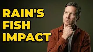 How Does Rain Affect Fish Behavior?
