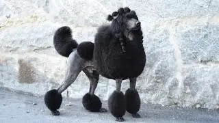10 Absolutely Adorable Dog Breeds With Curly Hair