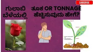 ಗುಲಾಬಿ ಬೆಳೆಯಲ್ಲಿ ಹೂವಿನ ತೂಕ ಹೆಚ್ಚಿಸಲು || More Tonnage or Productivity in Rose     #RoseRise #Mirabul 