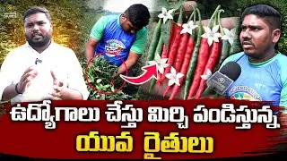 ఉద్యోగాలు చేస్తు మిర్చి పండిస్తున్న యువ  రైతులు|@SignatureStudiostv
