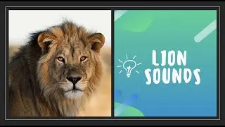 Lion Sounds for Kids | Animal Sounds