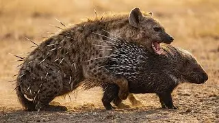Porcupine vs Hyena: Quills vs Jaws (The Unbreakable Defense) | Animal Battle