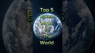 Top 5 Rarest Birds In The World #shorts