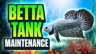 Easy Betta Tank Maintenance Routine! (Betta Tank Cleaning)