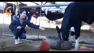 Cîlana Rojê