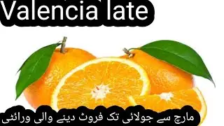Valencia Late Orange: The Juiciest & Longest-Lasting Citrus Fruit!