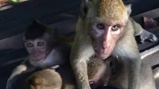 Top- funny Monkey's family at Bayon Temple