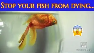 How To Save Dying Fish /  How To Cure Injured Or Sick Fish - Quick Tips, Goldfish or Any Other Fish