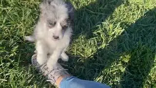 Cavapoo Puppy Loves to Run and Play in Yard