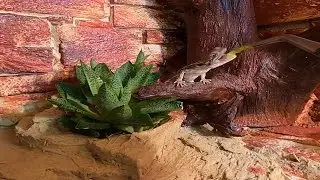 Dino  /bearded dragon / agama cu barba eating salad