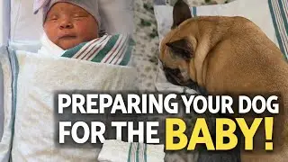 Before Bringing Your Baby Home, Do This with Your Dog #newbaby #babyathome #dogsandbabies