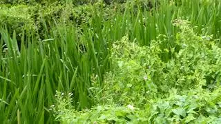 Branched Bur-reed on the River Ems on Brook Meadow - 28 July 2018