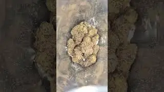 CALI X - Gelato41 taste 7/10 Highness 7/10 has a gassy Gelato taste worth &pound;75 for 10g