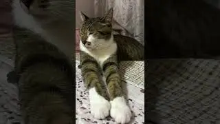 Cats are highly sensitive to sound.#funny #cat #funnycat #cutecat #tiktok #catsoftiktok #foryou