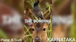 The Bonding between wild animals | PLANET EARTH PROTECTORS  PEP WILDLIFE K Gudi wilderness, BR Hills