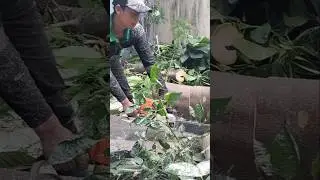 large wood cutting skill techniques #wood #treecutting #shortvideo