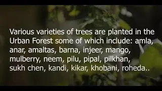 Urban Forest Initiative | Pakistan Cables | Sustainability |Fahd K Chinoy