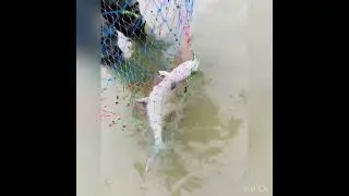 Catch & Release Lichia amia - Leerfish - Osaka caridina shrimp 6.5gr silikon karides - li&ccedil;a - akya