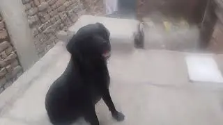 Hungry Labrador puppy food