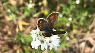 Kretania pylaon, the zephyr blue butterfly (Бабочка Голубянка)