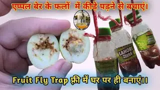 41. Fruit fly trap kese banaye.  Fruit fly trap फ्री में घर पर ही बनाएं। #fruitfarming #appleber