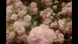 𝒯𝒽ℯ 𝒫𝒶𝓇𝒾𝓈 𝒮𝒾𝓈𝓉ℯ𝓇𝓈 𝜗𝜚