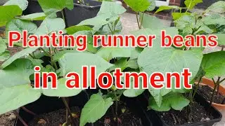 Planting runner beans in allotment.